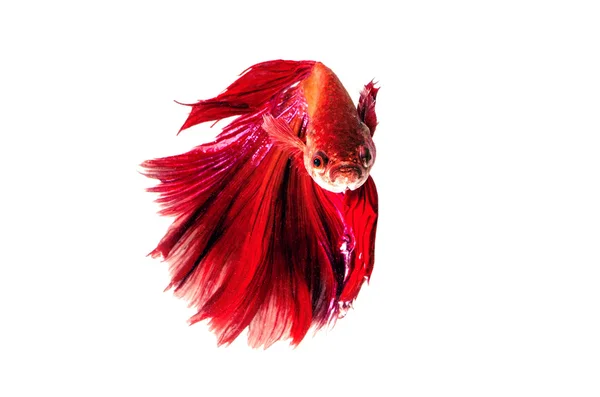 Rosso Siamese Pesce combattente isolato su bianco — Foto Stock