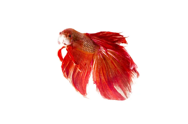 Red Siamese Fighting Fish isolated on white — Stock Photo, Image