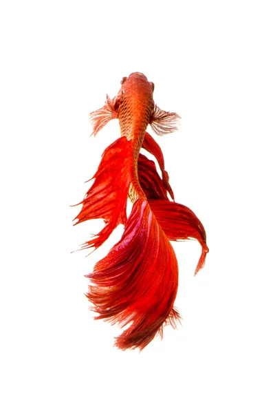 Red Siamese Fighting Fish isolated on white — Stock Photo, Image