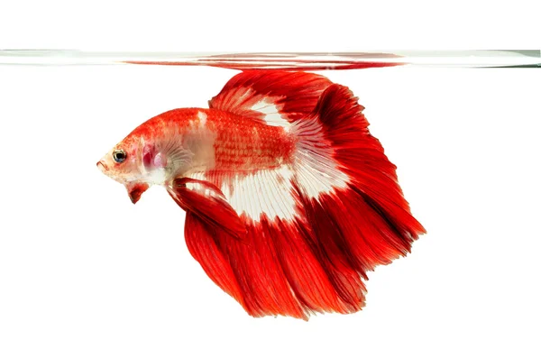 Красная сиамская боевая рыба, изолированная на белом — стоковое фото