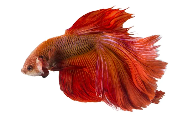 rosso siamese fighting fish isolato su bianco