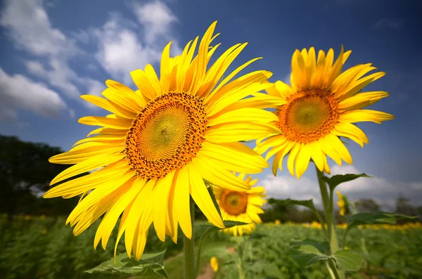Green field, grass, blue sky and white clouds, sunflowers — Stock Photo, Image
