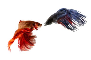 Beyaz arka plan üzerinde izole iki Siyam mücadele balıklar.