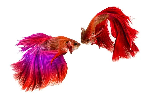 Two Siamese Fighting Fishes isolated on white background. — Stock Photo, Image