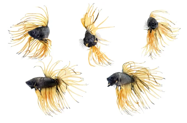Groep kroon staart van siamese vechten vis, beta vis op witte achtergrond — Stockfoto