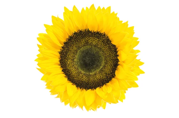 Large Beautiful Sunflower isolated on white background — Stock Photo, Image