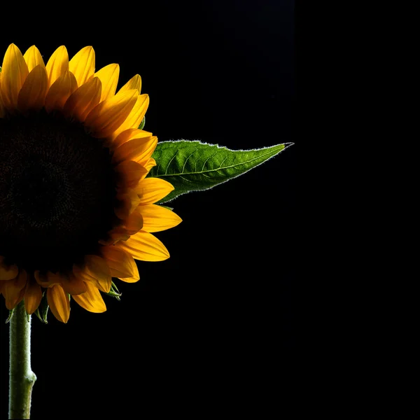 Half of a blooming beautiful sunflower on Black background — Stock Photo, Image