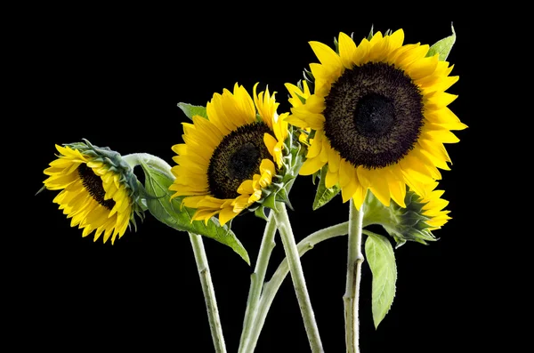 Group of beautiful sunflowers on Black background:Clipping path included — Stock Photo, Image