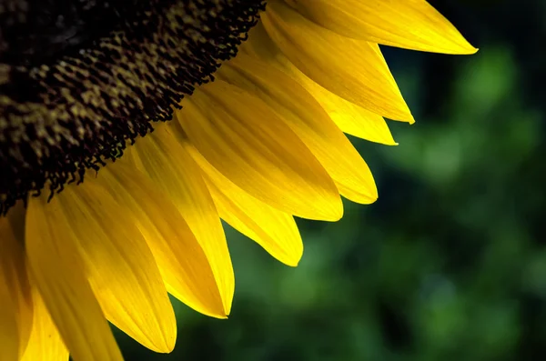 More than a quarter of a blooming sunflower — Stock Photo, Image