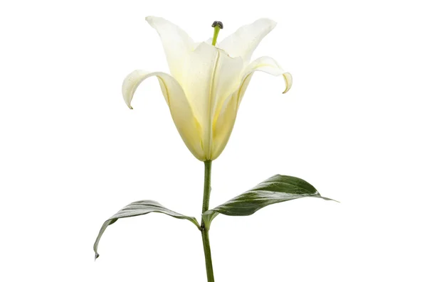 Fehér liliom elszigetelt fehér háttér Vágógörbe tartalmazza — Stock Fotó