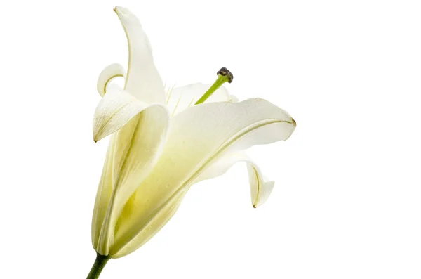 White Lily isolated on white background Clipping path included — Stock Photo, Image