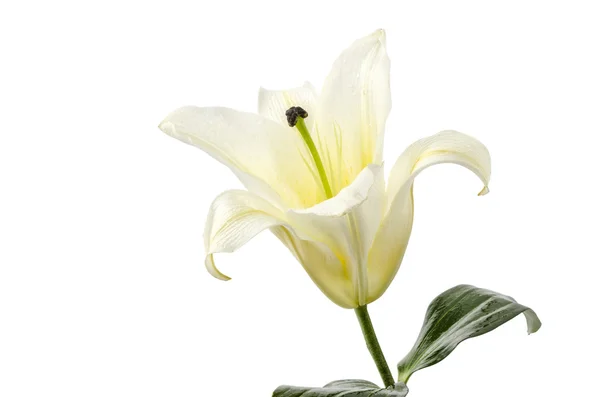 Bílá lilie, izolované na bílém pozadí ořezové cesty zahrnuté — Stock fotografie