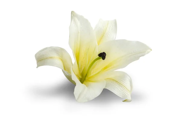 White Lily isolated on white background Clipping path included — Stock Photo, Image