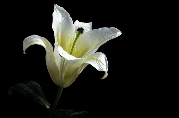 White lily flower on black background Clipping path included — Stock Photo, Image