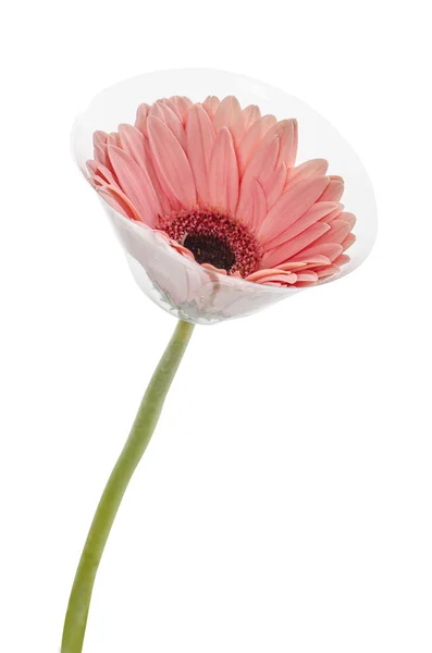 Pink Gerbera in beautiful full blossom, on white : Clipping path included — Stock Photo, Image