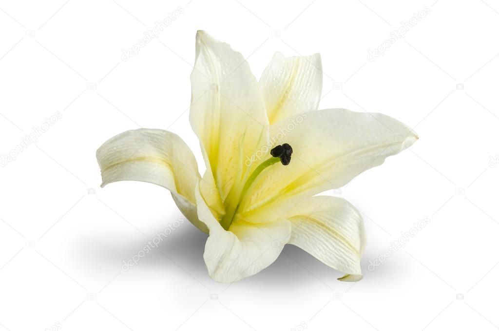 White Lily isolated on white background Clipping path included