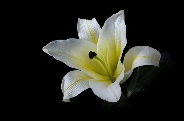 Flor de lirio blanco sobre fondo negro Recorte camino incluido — Foto de Stock