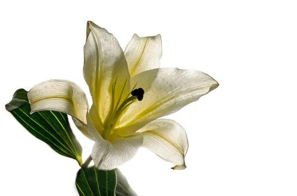 White Lily isolated on white background Clipping path included — Stock Photo, Image