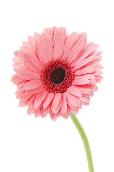 Pink Gerbera in beautiful full blossom, on white : Clipping path included — Stock Photo, Image