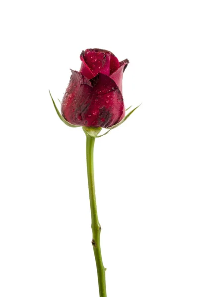Elszigetelt fehér háttér Vágógörbe tartalmazza a vörös rózsa — Stock Fotó