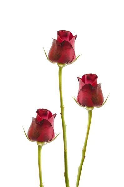 Tres rosas rojas aisladas en blanco, camino de recorte incluido — Foto de Stock