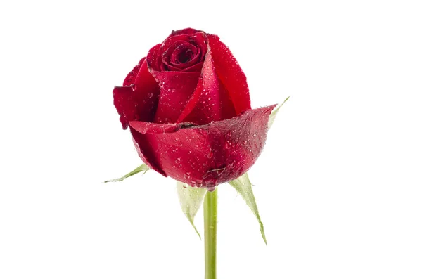 白い背景に 1 つ赤いバラ: クリッピング パス — ストック写真