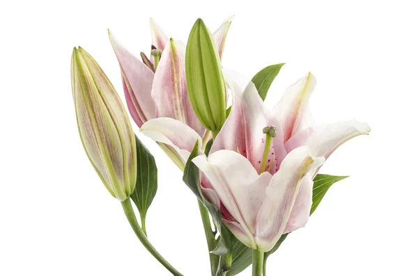 Pink Lily isolated on white background Clipping path included — Stock Photo, Image