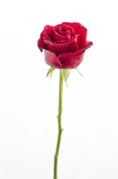 Rose rouge unique sur fond blanc : Sentier de coupe — Photo
