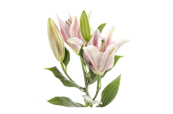 Pink Lily isolado no fundo branco Clipping caminho incluído — Fotografia de Stock