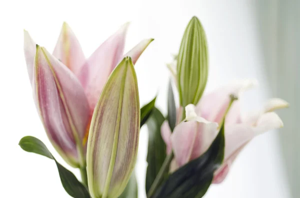 Close up of a beautiful Lily in natural light, soft, selective focus — Stock Photo, Image