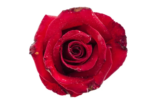 Rosa roja oscura aislada: camino de recorte — Foto de Stock