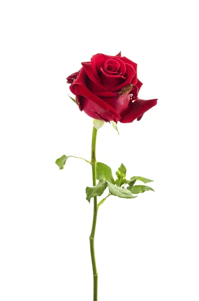 Single red rose on white background : Clipping path — Stock Photo, Image