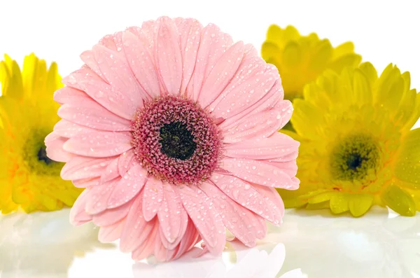 Pink Yellow Gerbera in beautiful full blossom on white, Selective Focus — Stock Photo, Image