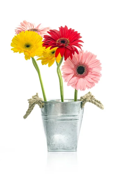 Group of Fresh Daisys in zinc bucket  isolated, Clipping path included — Stock Photo, Image