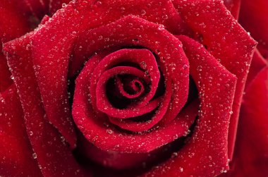 romantik kırmızı gül düşen yağmur kadar yakın