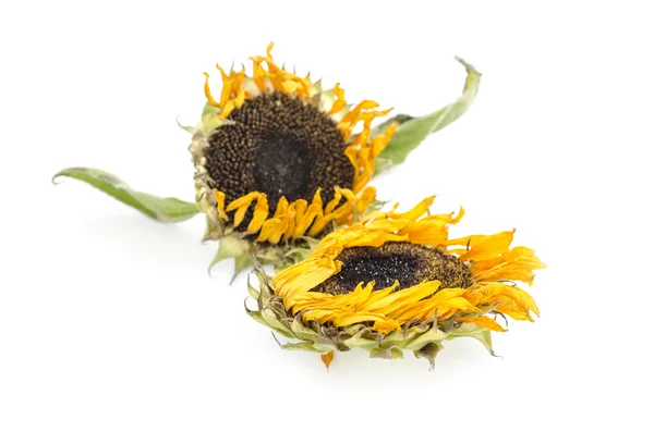 Withered sunflowers  on Whitebackground,isolated — Stock Photo, Image