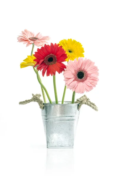 Group of Fresh Daisys in zinc bucket  isolated, Clipping path included — Stock Photo, Image