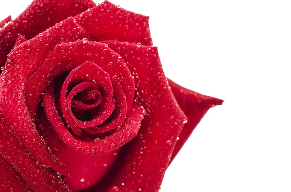 Primer plano Rosa roja con gotas sobre fondo blanco — Foto de Stock