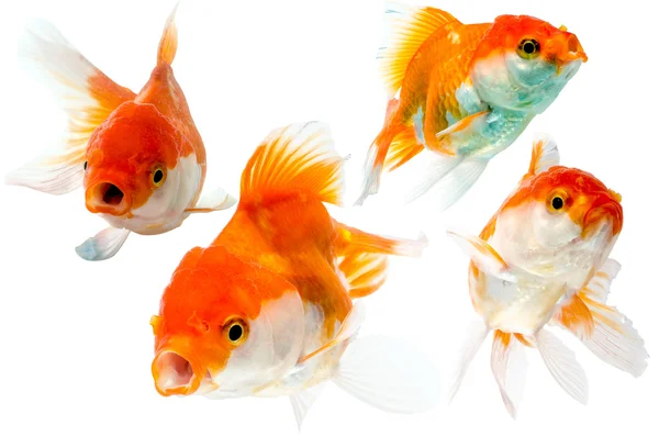Samling av goldfish isolerad på vit — Stockfoto
