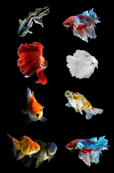 Colección de varios peces sobre fondo negro, Peces de lucha, Peces de oro — Foto de Stock