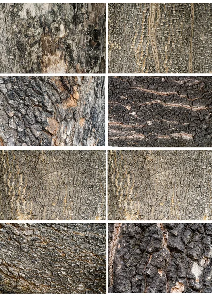 Collezione di legno vecchio albero texture sfondo modello — Foto Stock