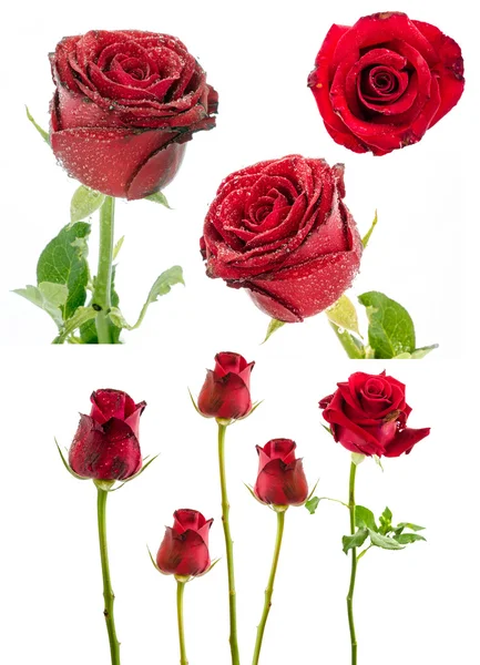 Sammlung von roter Rose auf weißem Hintergrund — Stockfoto