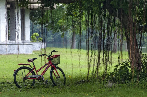 Yağışlı sezon genel bir parkta ağaç altında Bayan Bisiklet — Stok fotoğraf