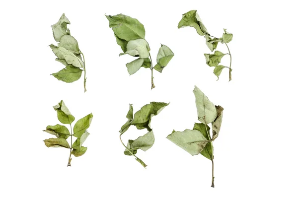 Rosesl dry leaves set isolated on white : Clipping Path — Stock Photo, Image