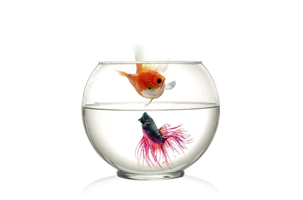 Siamese fighting fish and Golden Fish in fish bowl , in front of white background — Stock Photo, Image