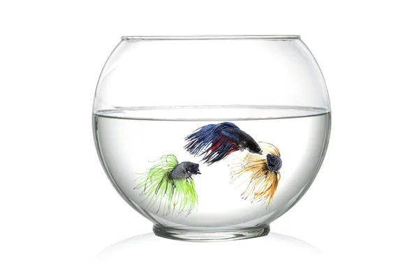 Three Siamese fighting fish in fish bowl , in front of white background — Stock Photo, Image