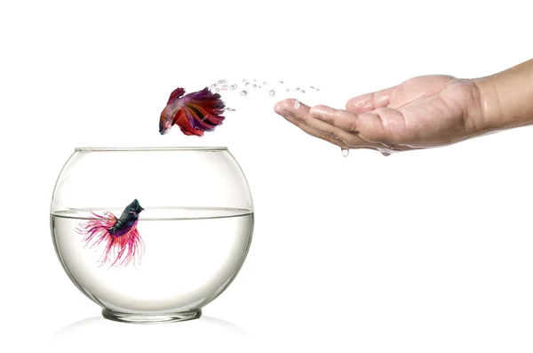 Siamese fighting fish jumping out of  human palm and into fishbowl isolated on white — Stock Photo, Image