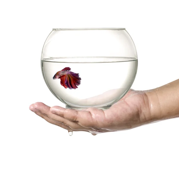 Siamese fighting fish in fish bowl, in hand isolated on a white background — Stock Photo, Image