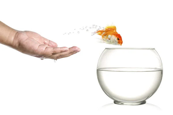 Gouden vissen springen uit menselijke palm en in fishbowl geïsoleerd op wit — Stockfoto
