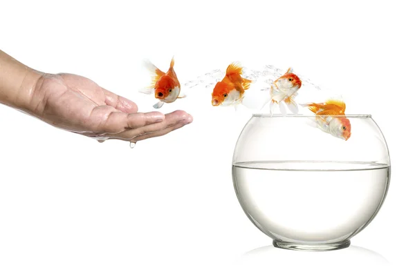 Gyllene fisk hoppar ur mänskliga palm och i fishbowl isolerad på vit — Stockfoto